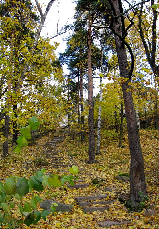 Старая лестница в осень - Ольга Попова (popova/j2011)