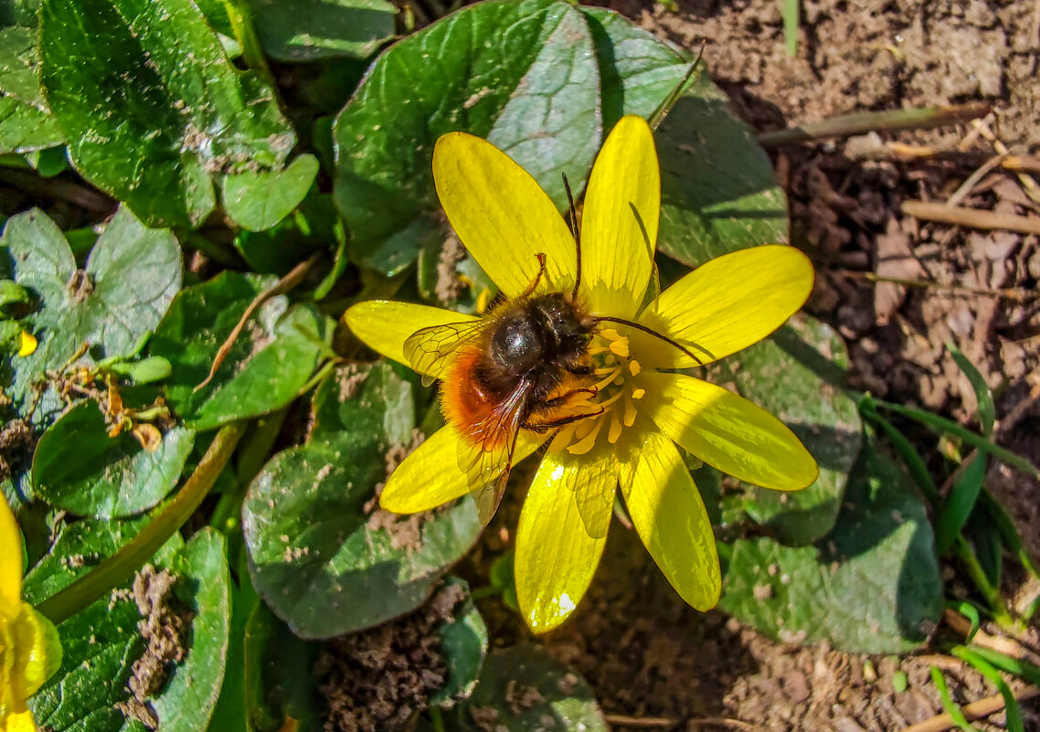 первая пчелка - жанна janna