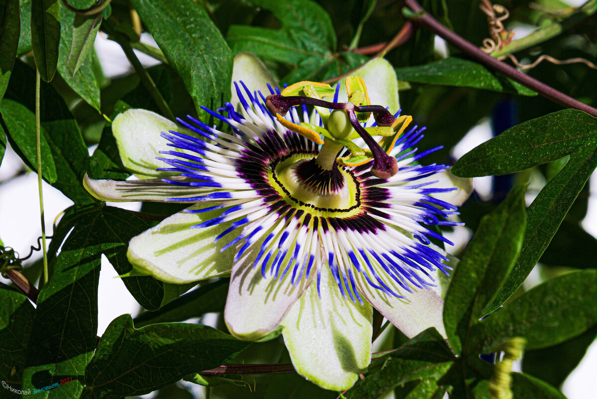 Первое в этом году цветение Пассифлоры голубой (страстоцвета) - Николай Зиновьев
