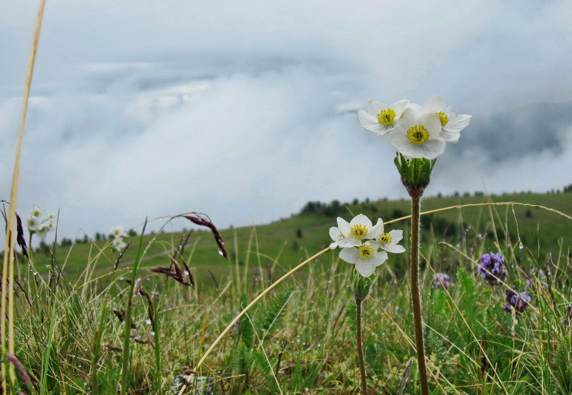 Цветы в горах - Галина 