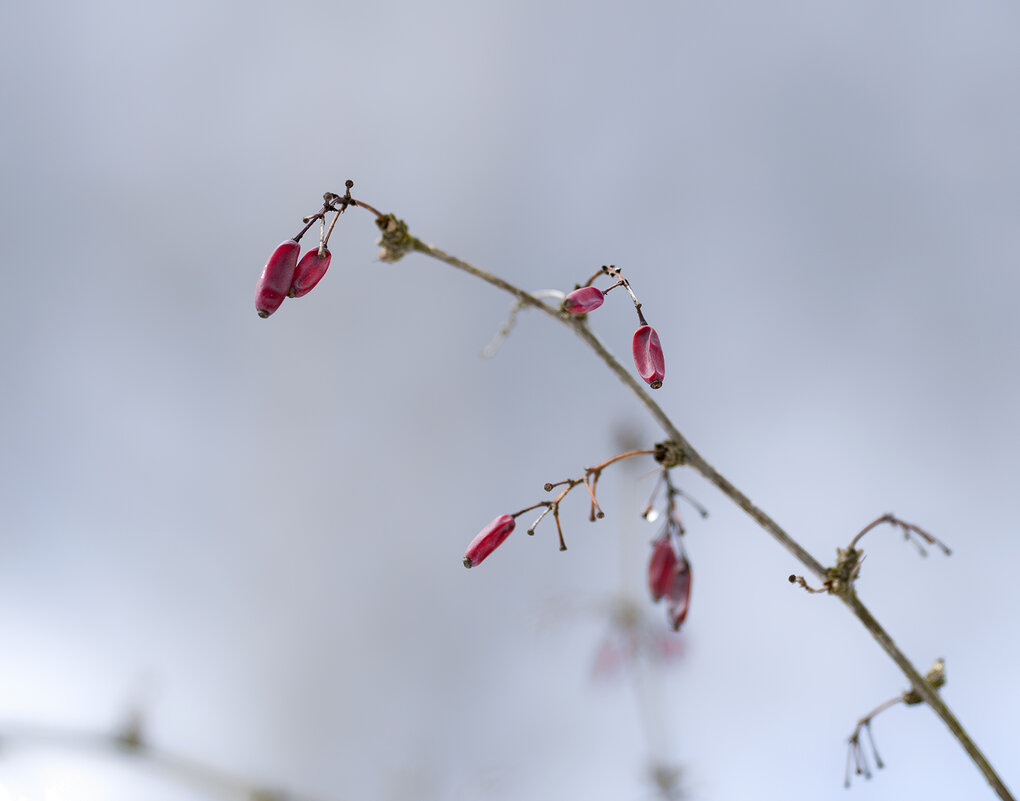 barberry - Zinovi Seniak