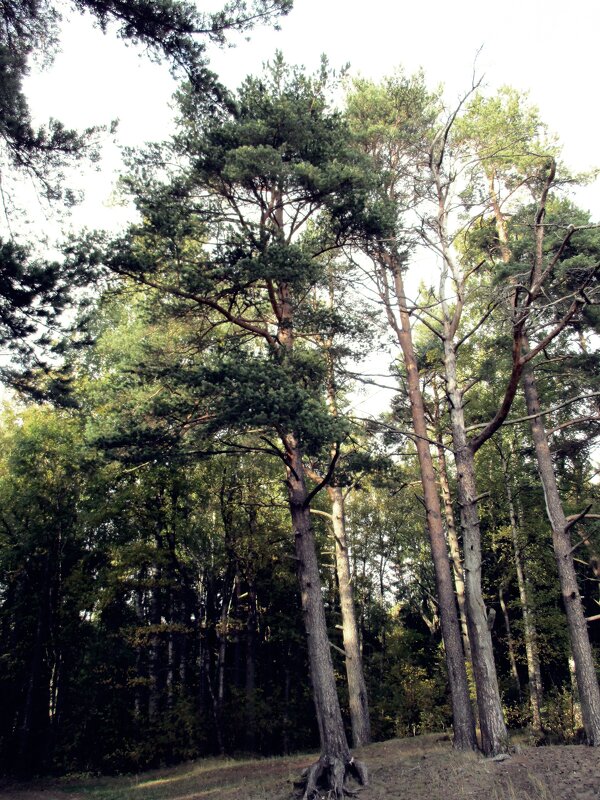 Дерева - Nordman 