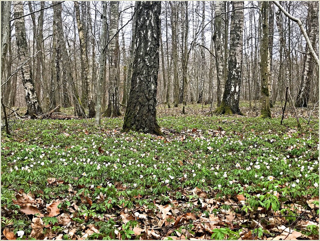 Весна в лесу. - Валерия Комова