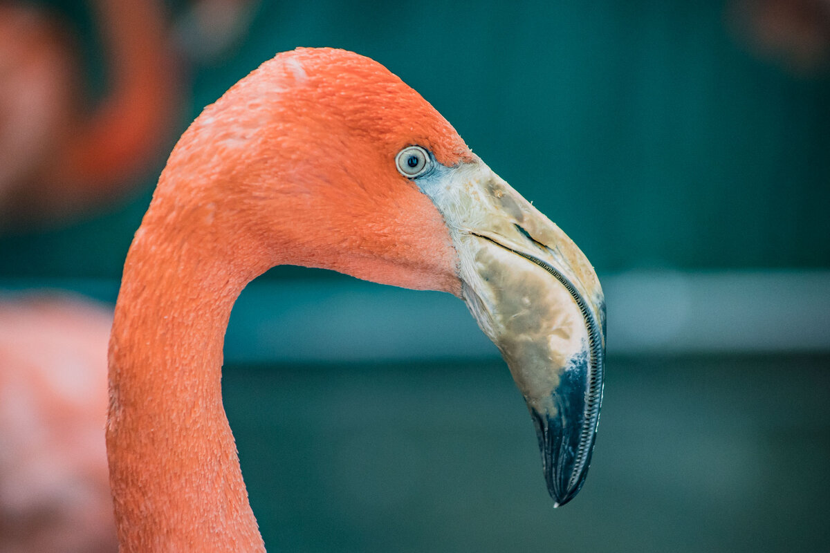 фламинго - аркадий 