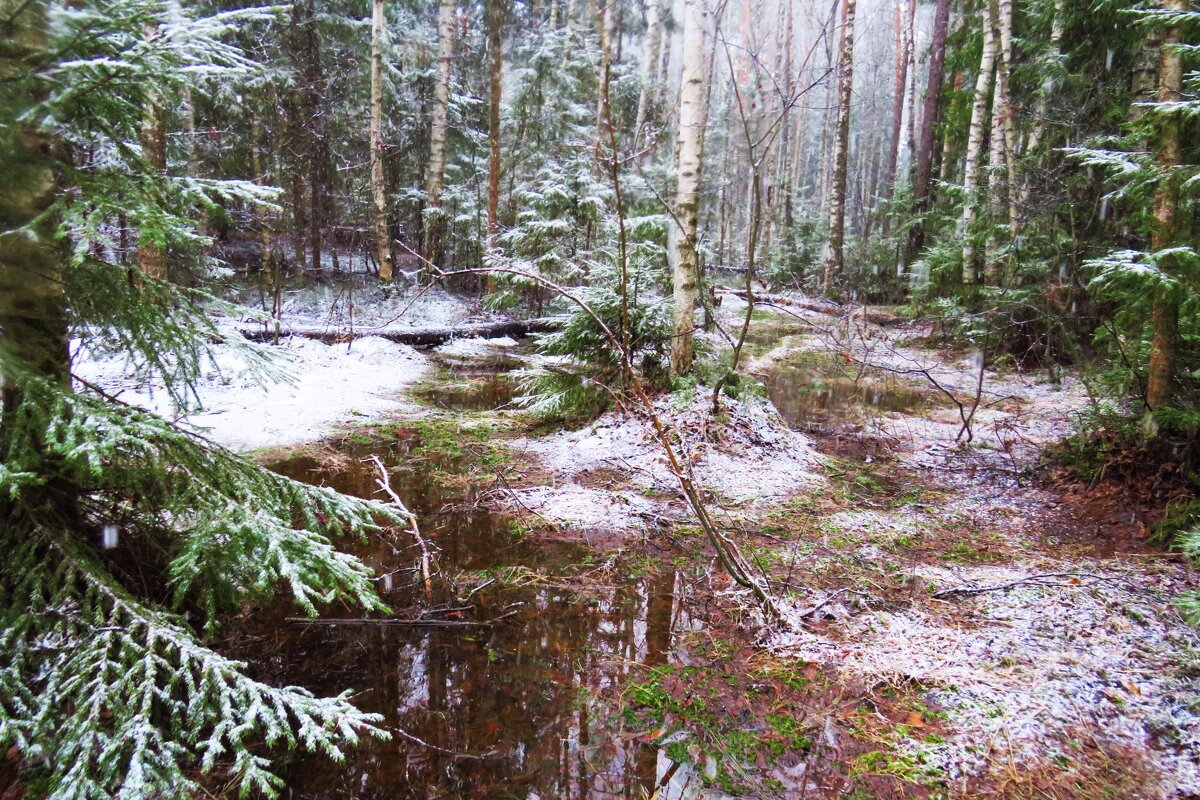 Снег в весеннем лесу - Григорий охотник