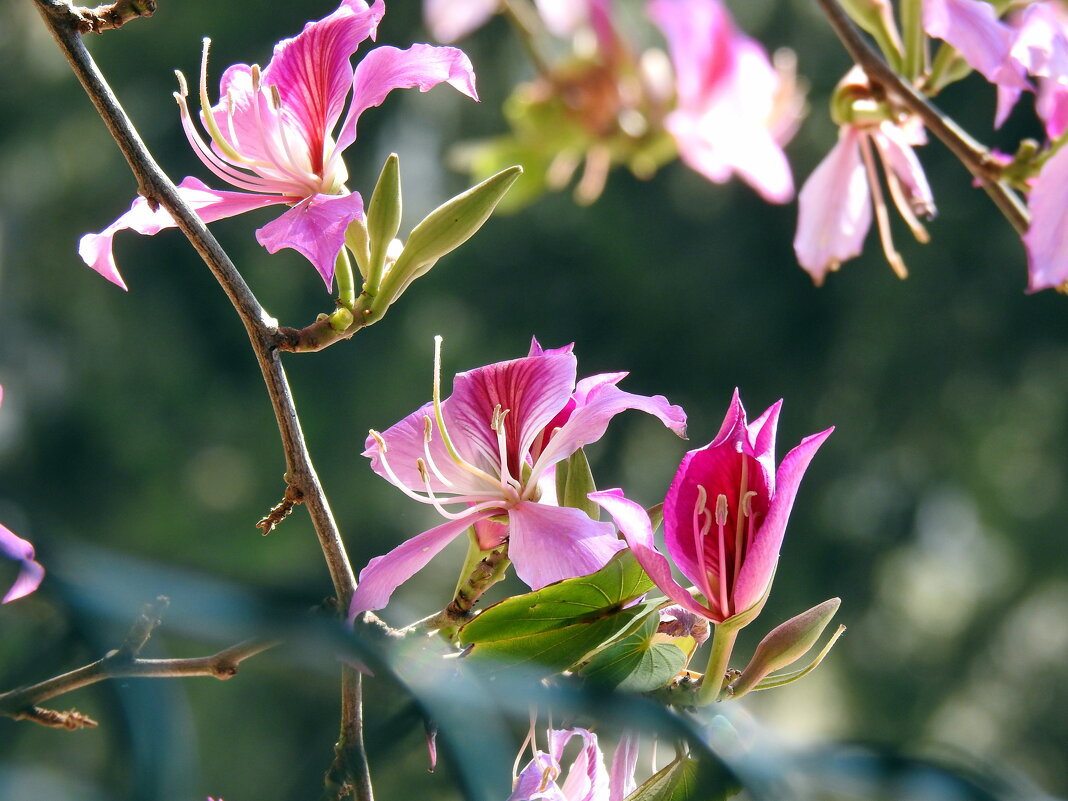 Цветет баухиния -орхидейное дерево - Гала 