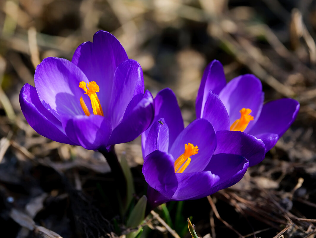 crocuses - Zinovi Seniak