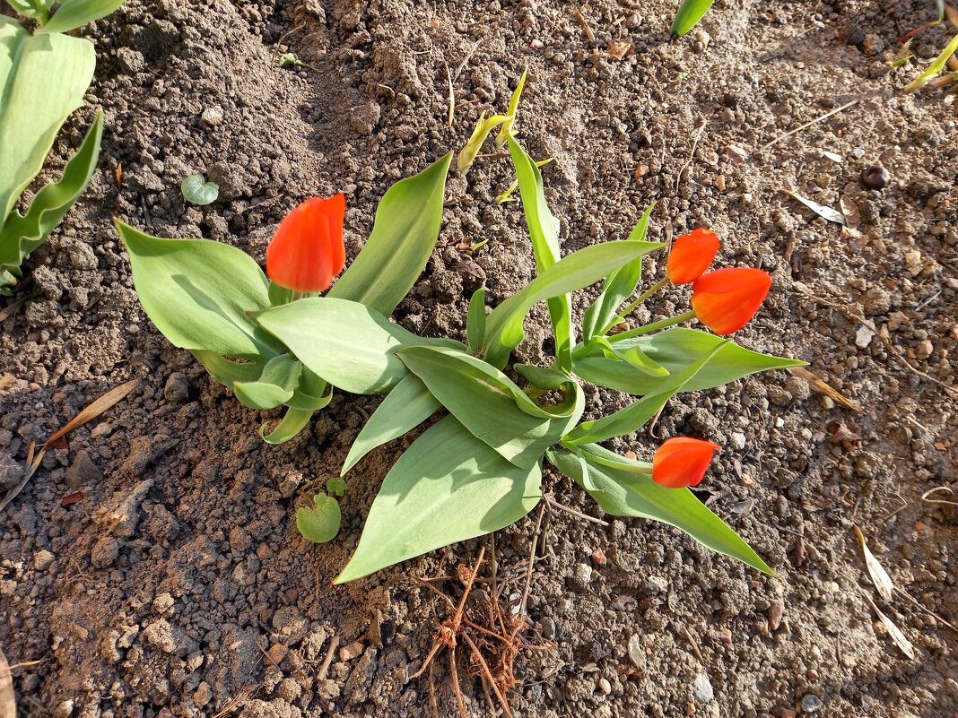 Тюльпаны - Сапсан 