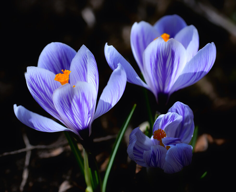 crocuses - Zinovi Seniak