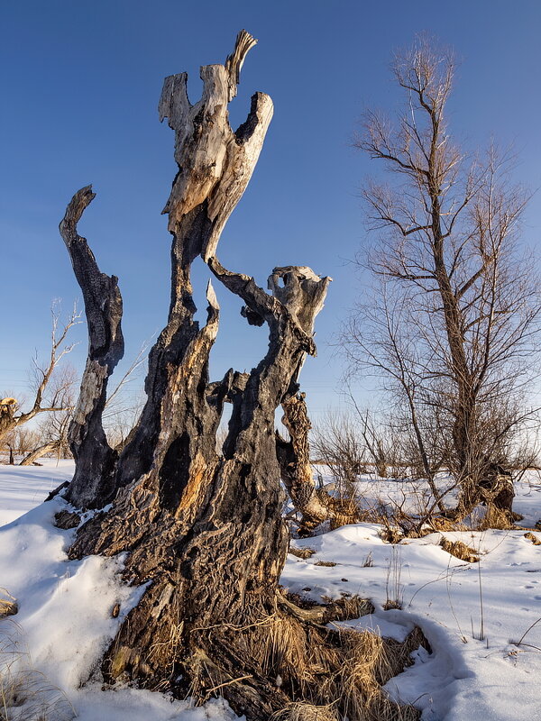 Дерева - Виктор Четошников
