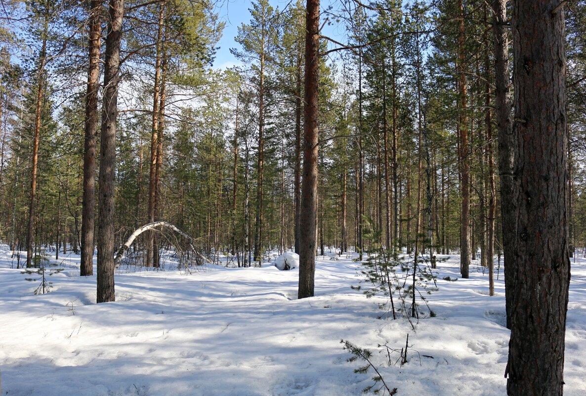 Весенний день в лесу - Ольга 