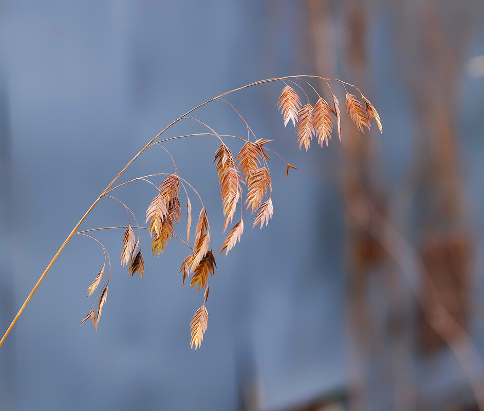 chasmanthium - Zinovi Seniak