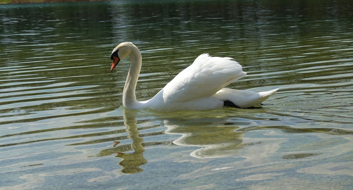 «Белые лебеди - птицы прекрасные!» - Galina Dzubina