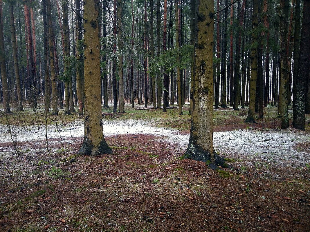 апрельский лес - Любовь 