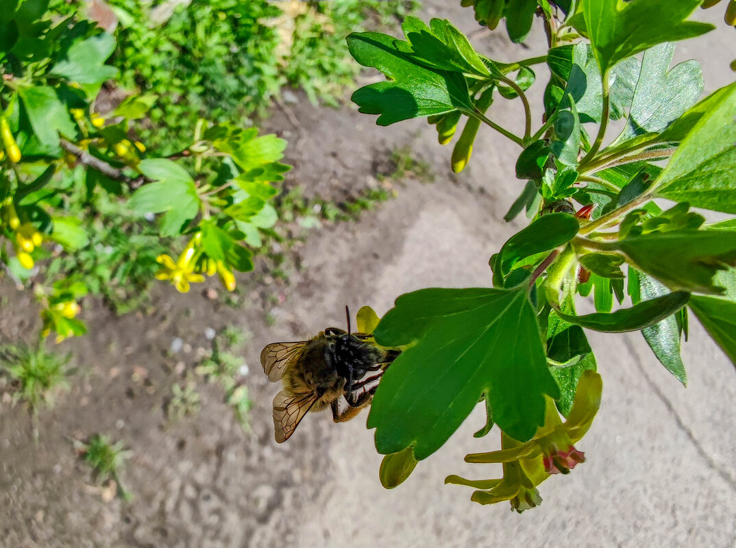 пчелка - жанна janna