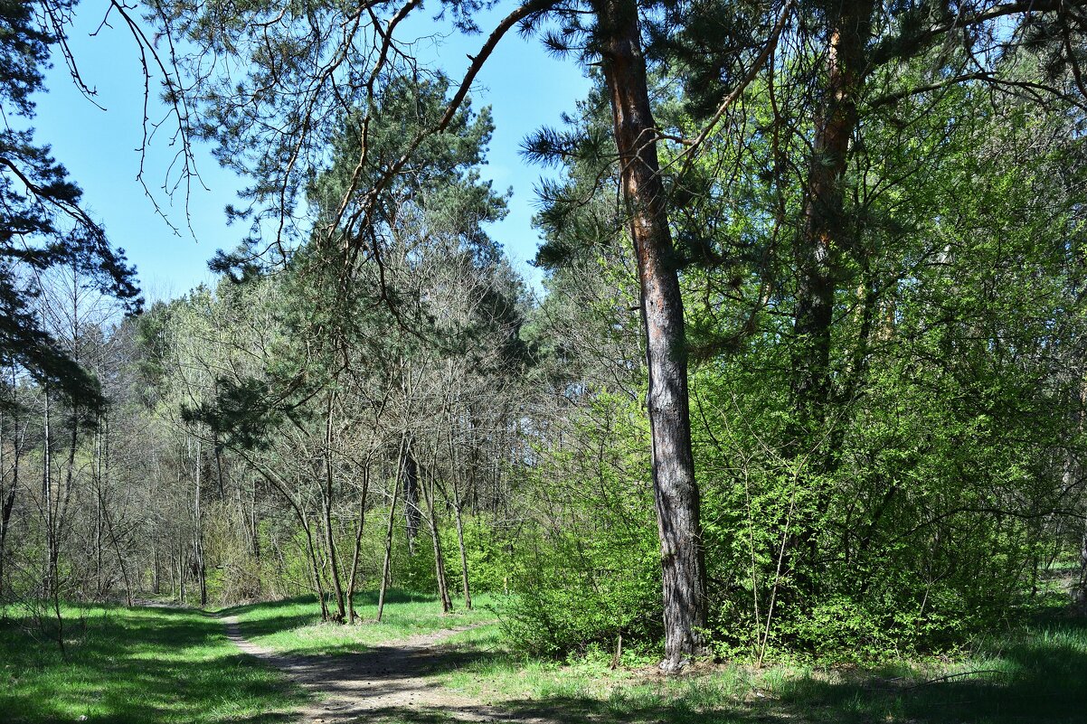 Опушка леса в солнечный день - Gera 
