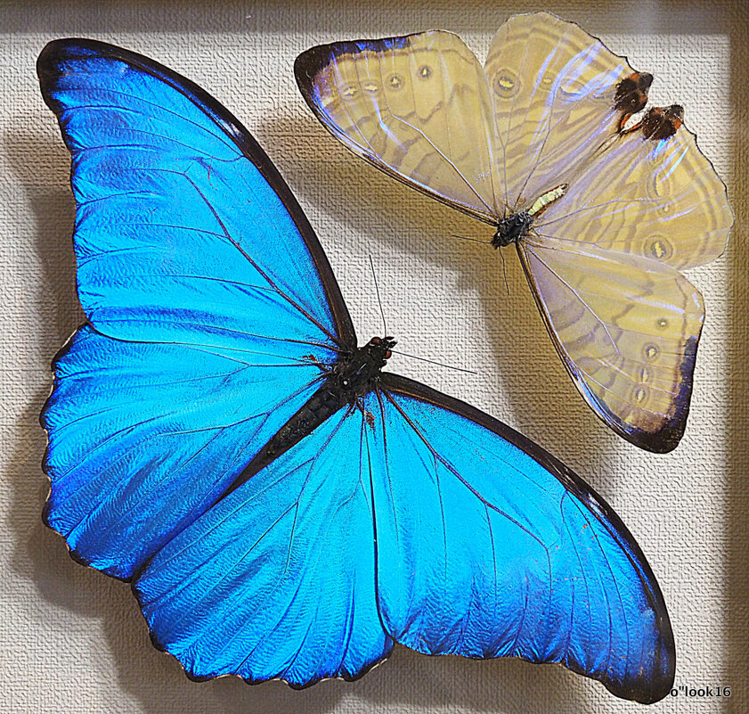 бабочки взгляд - Олег Лукьянов