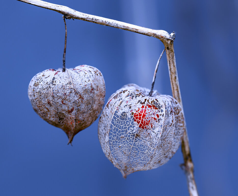 physalis - Zinovi Seniak