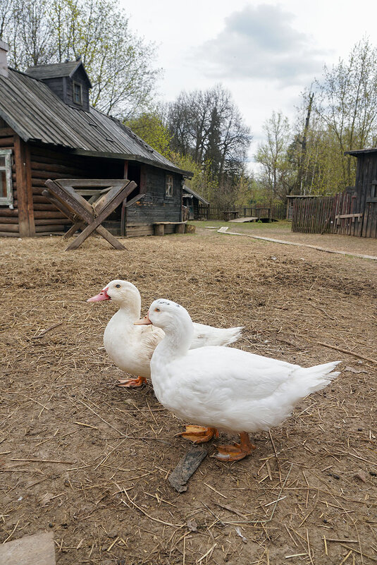 Два веселых гуся ... - Лариса Корженевская