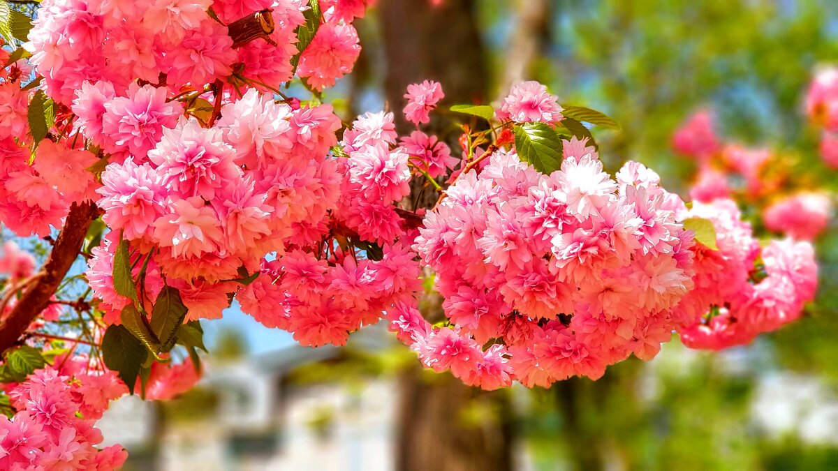 Весна в цветах - Вячеслав Случившийся