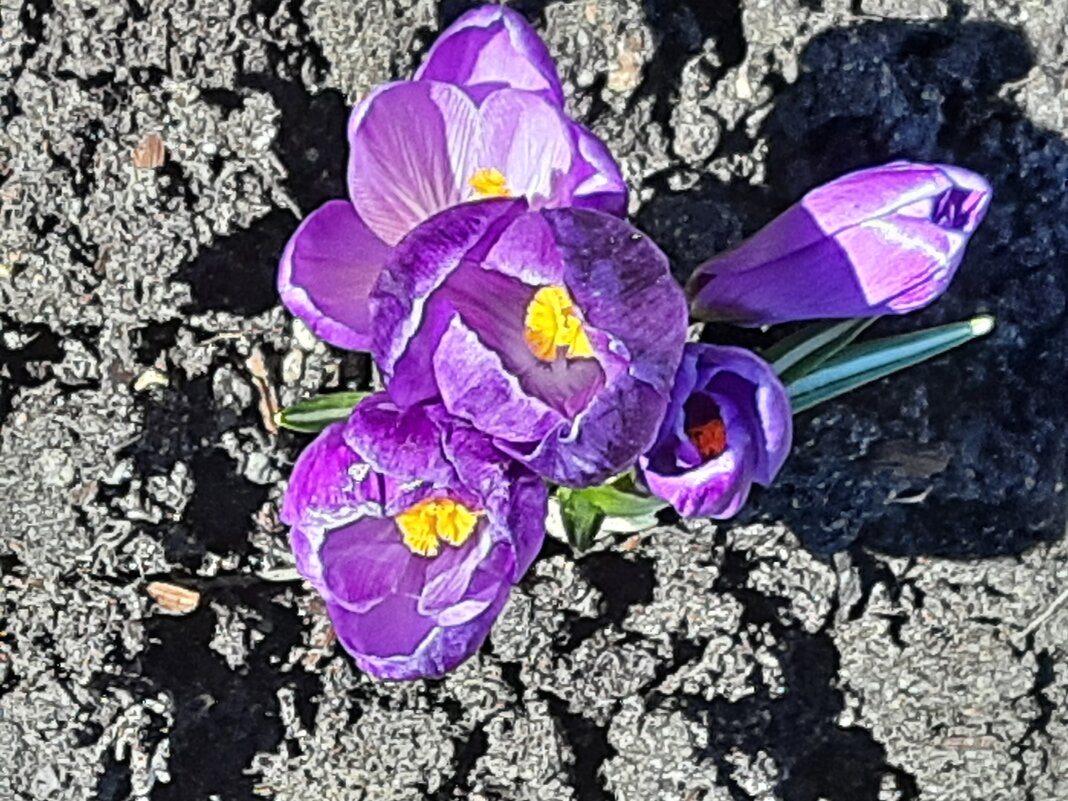 Красота Весны - Виктор 