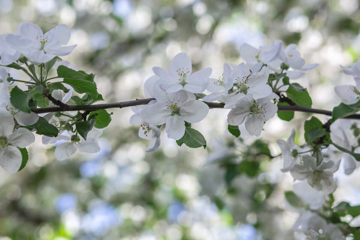 Яблони в цвету - Светлана Карнаух