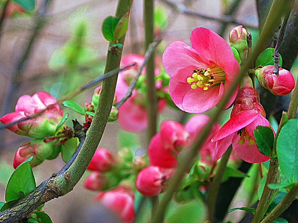 Цветы айвы японской - Ольга (crim41evp)