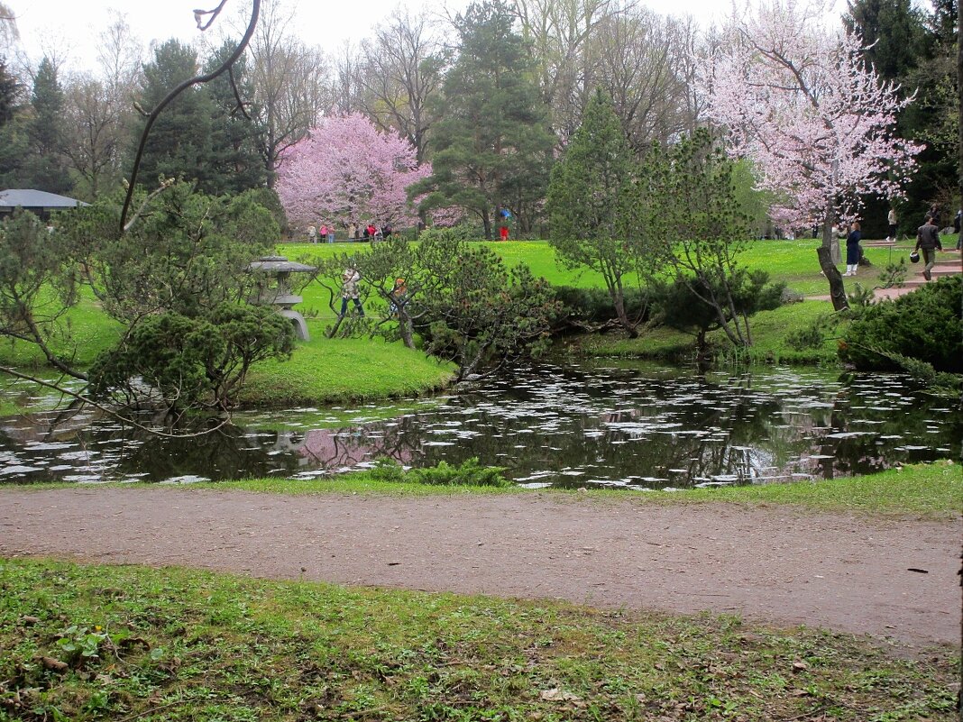 В Японском саду весной - Ольга Довженко