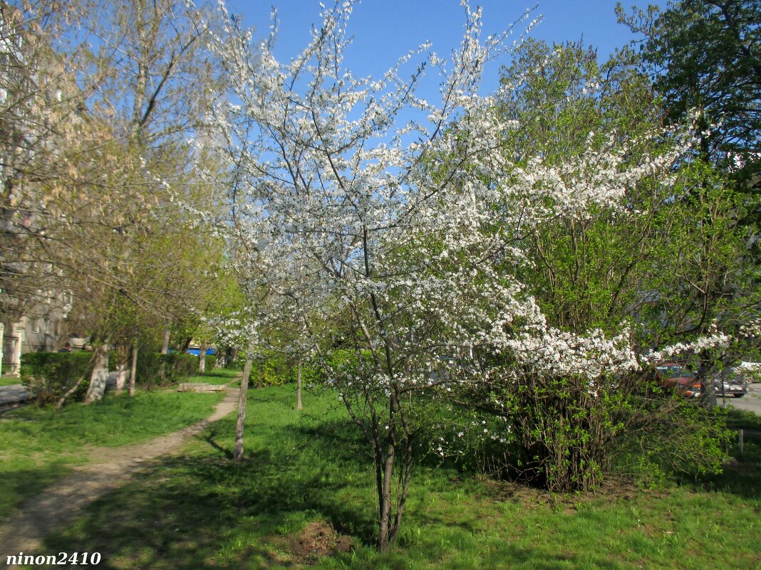 Весна - Нина Бутко