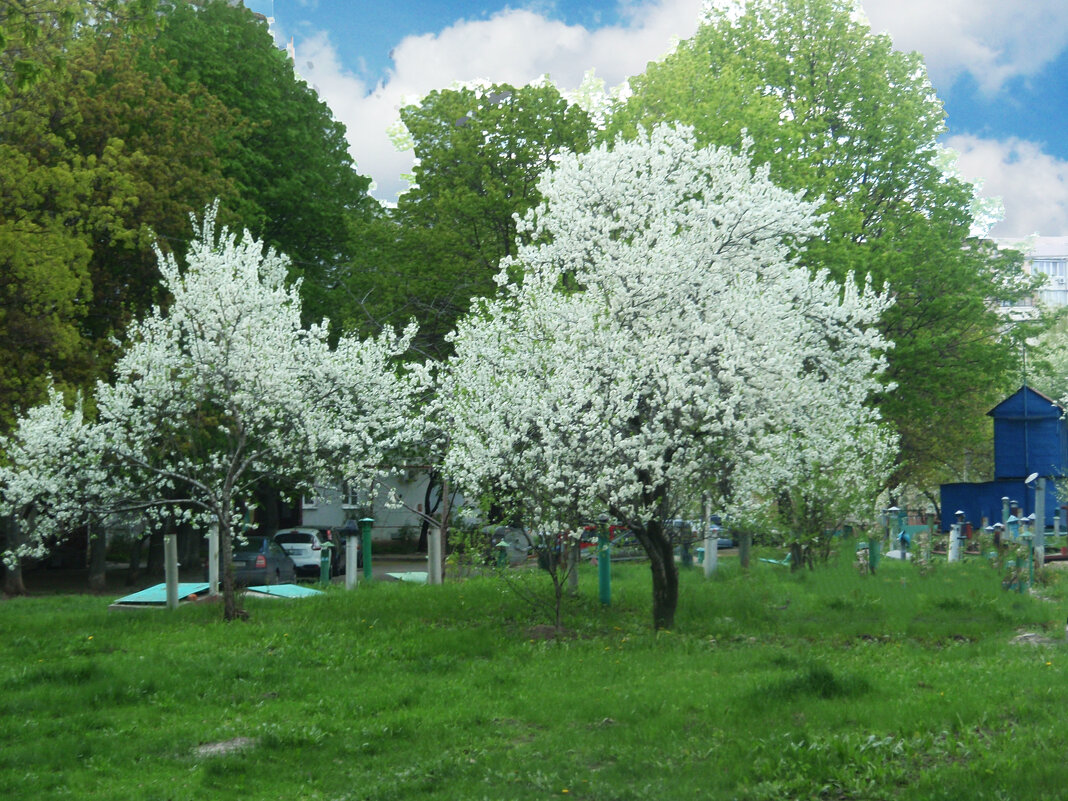 Цветут  вишни - георгий  петькун 