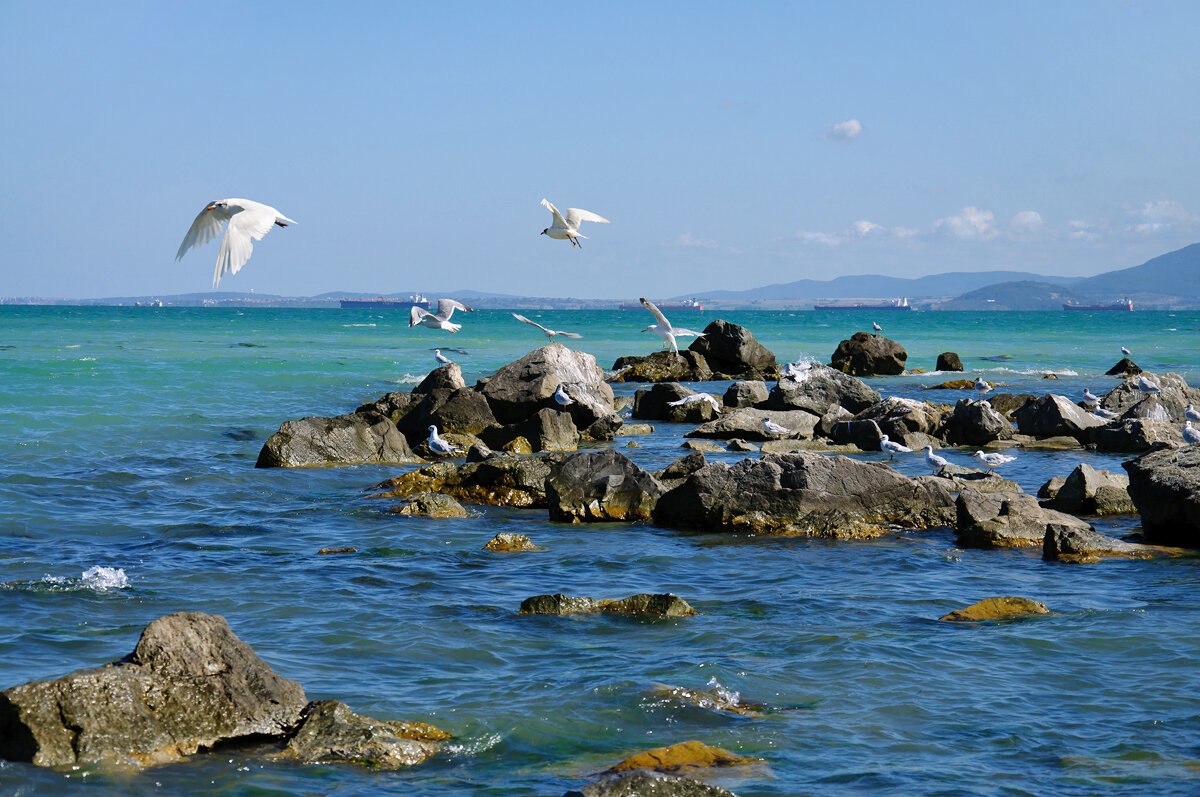 Я хочу жить у моря, у моря – моря... - Наталья Костенко