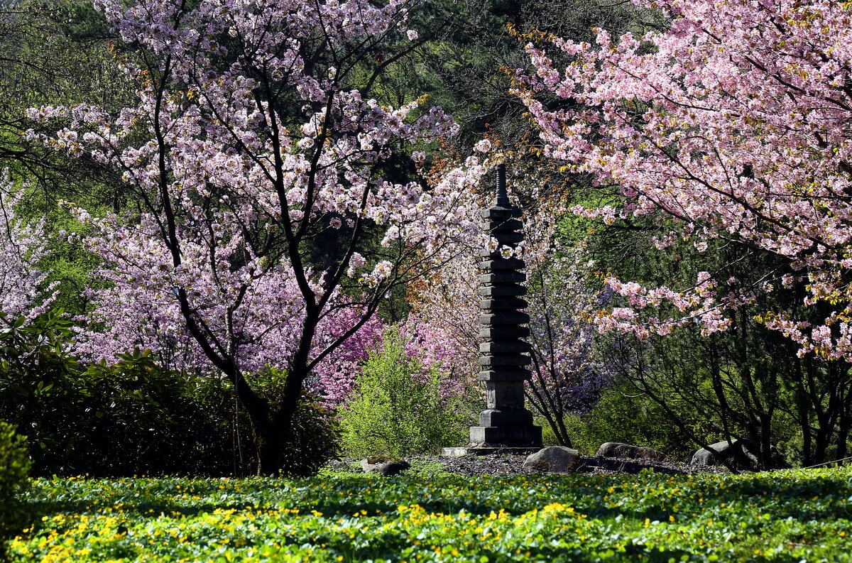 Сакура в Японском саду 7 мая - Михаил Бибичков
