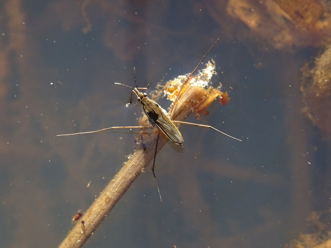 Водомерка (Gerridae) - Денис Бочкарёв