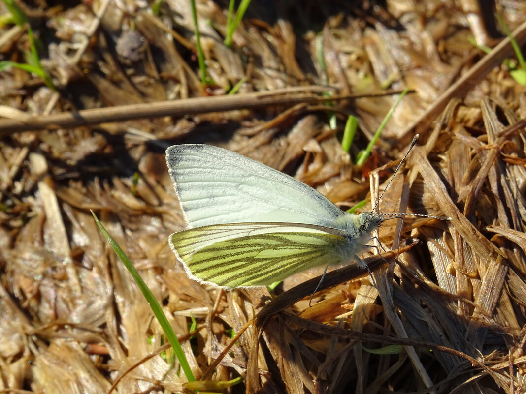 Капустница или Белянка капустная (Pieris brassicae) - Денис Бочкарёв