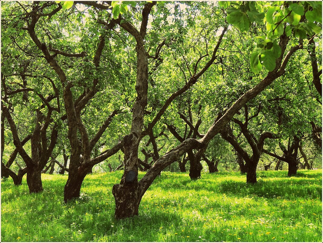 Яблоневый сад в Коломенском - Евгений Кочуров