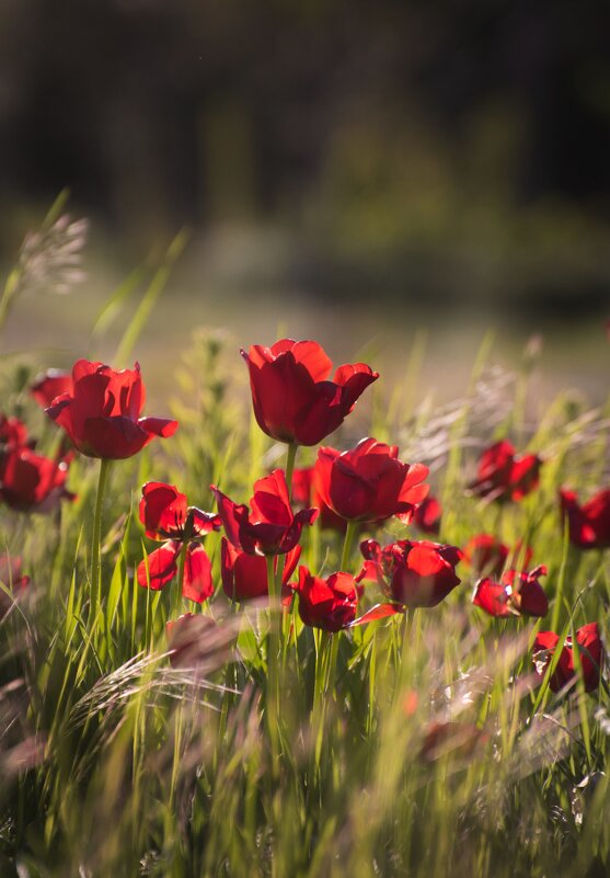 Умирающие тюльпаны - Александр Довгий