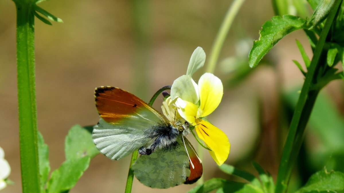 майские бабочки 1 - Александр Прокудин