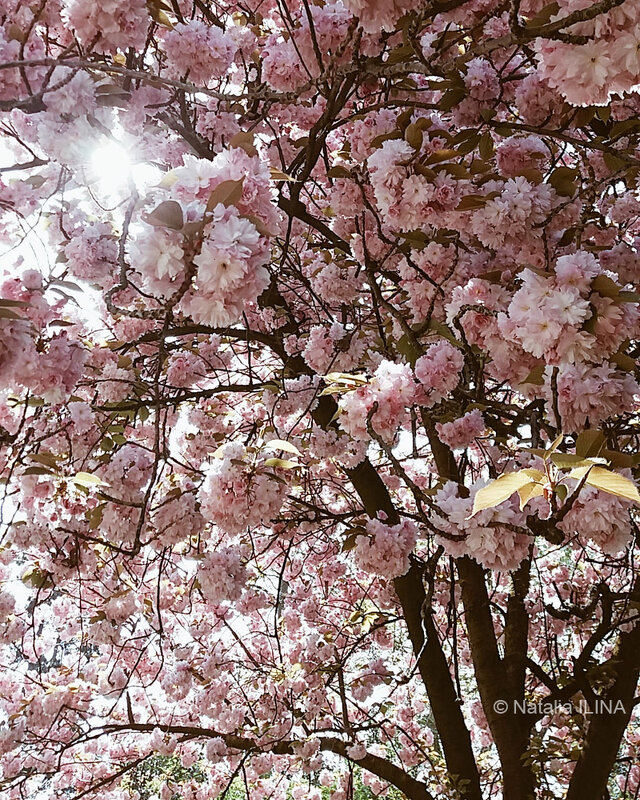 Весна в Париже - Фотограф в Париже, Франции Наталья Ильина