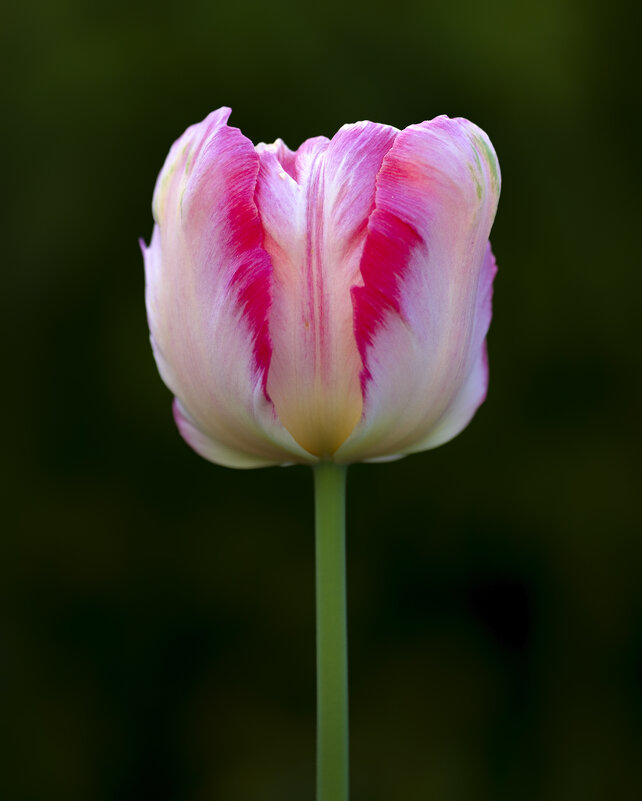 tulip - Zinovi Seniak