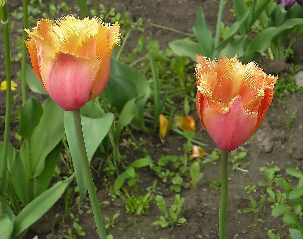 Тюльпаны - Вера Щукина