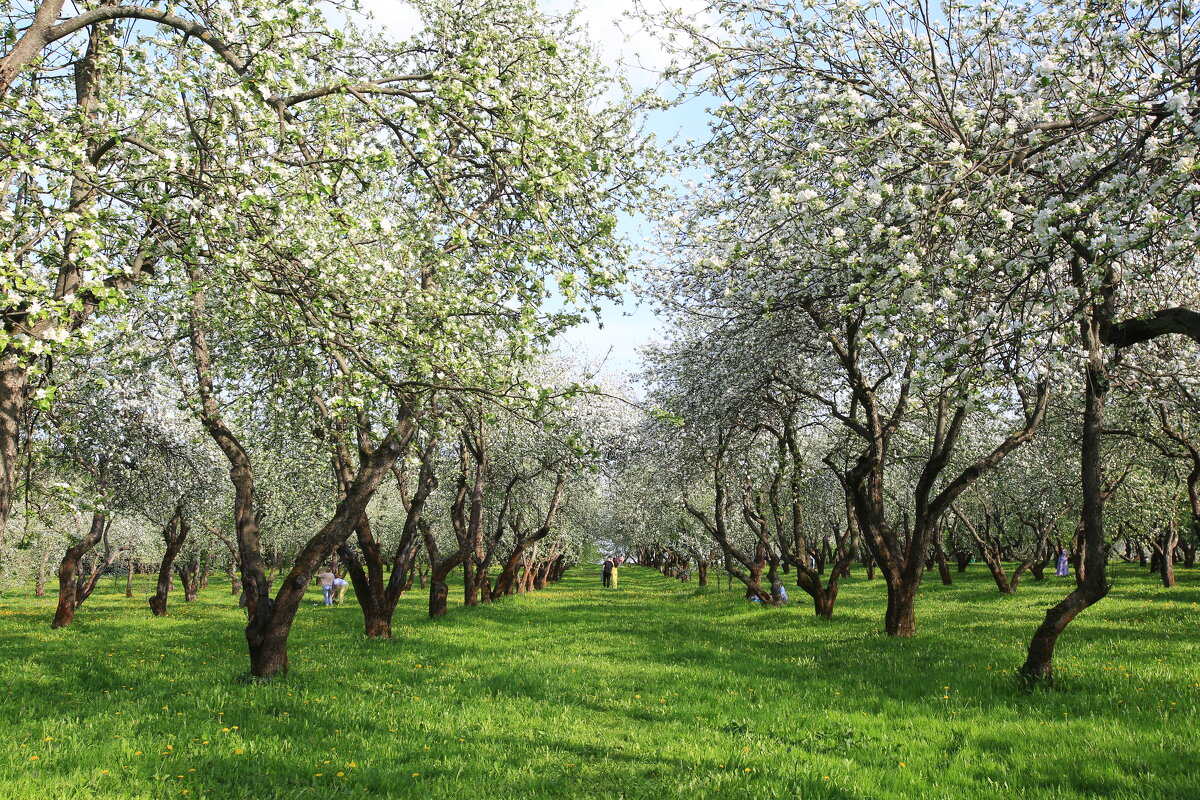 Яблоневый сад Коломенское - Ninell Nikitina
