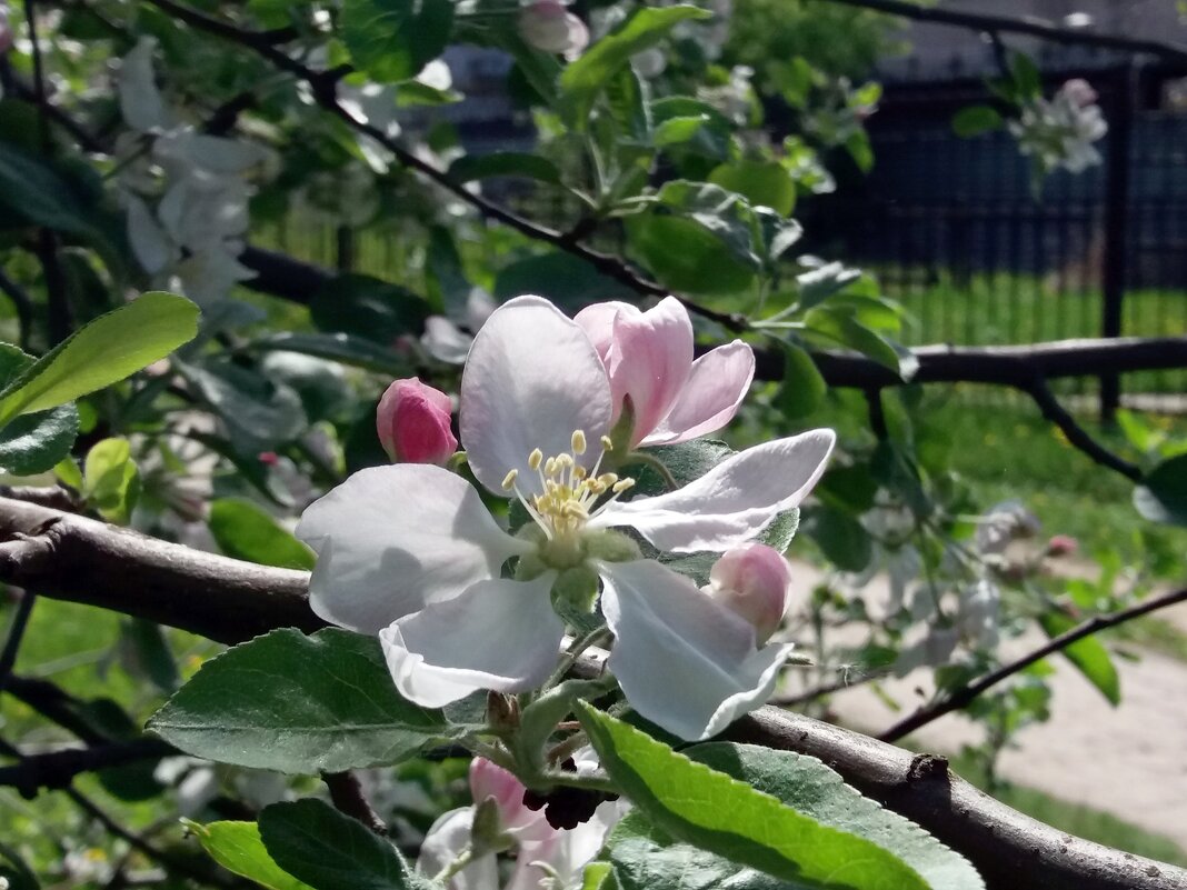 Яблони в цвету - Galina Solovova