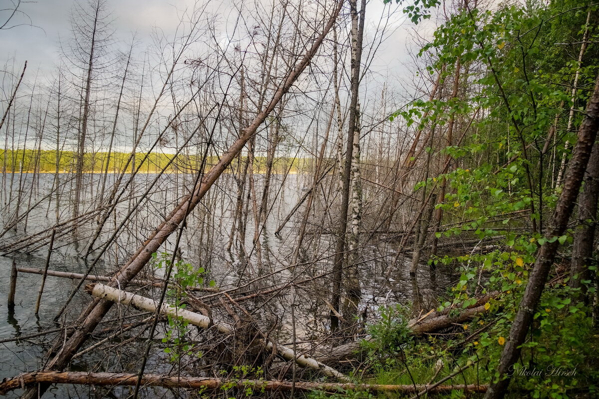 Затопленный лес - Николай Гирш