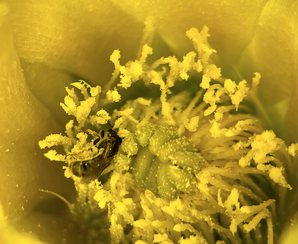 Цветок кактуса макронасадкой с телефона - Александр Деревяшкин