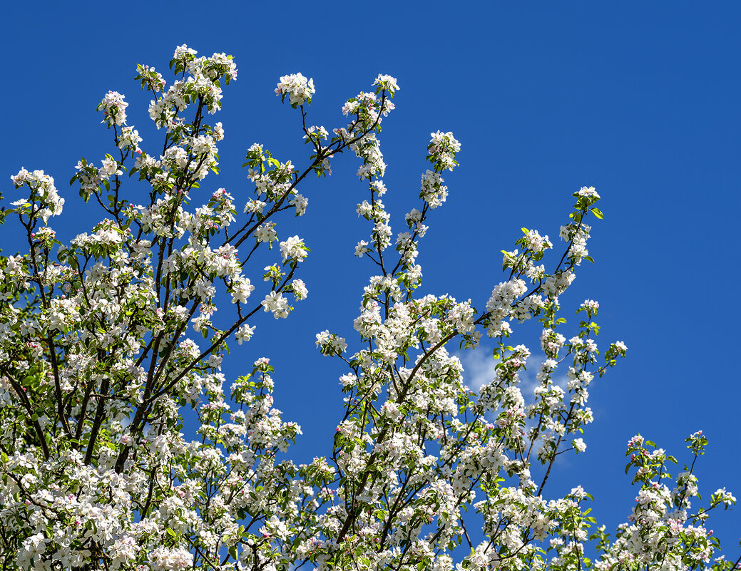 apple flowers - Zinovi Seniak