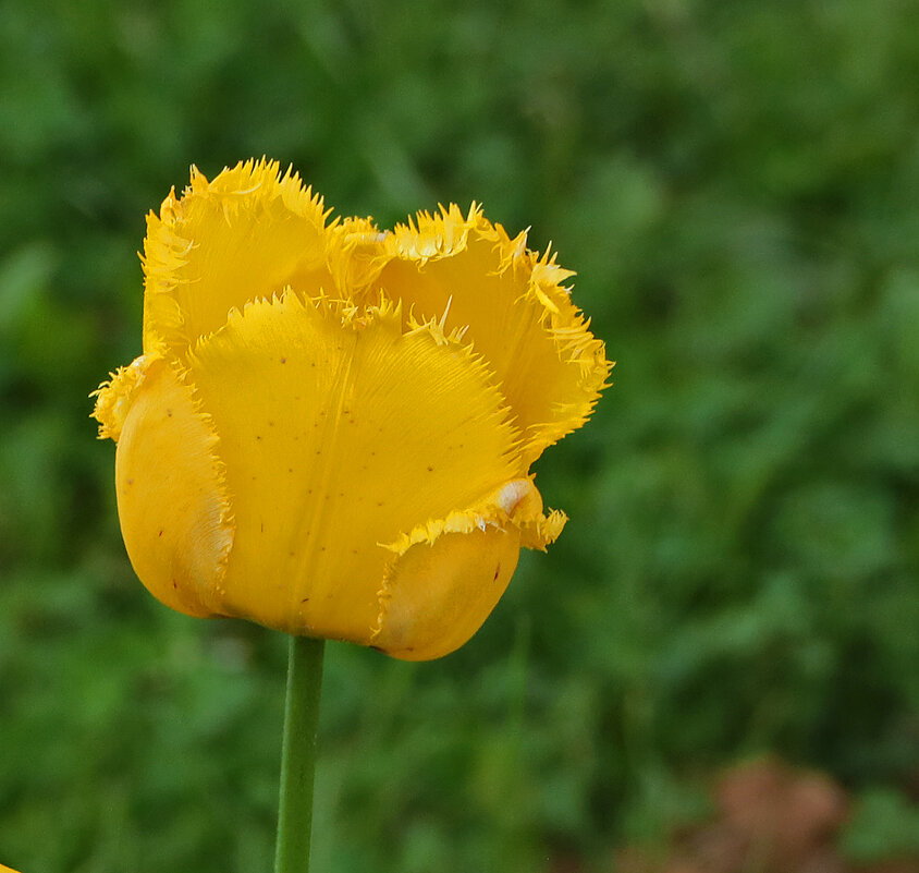 Солнечный тюльпан - Светлана 