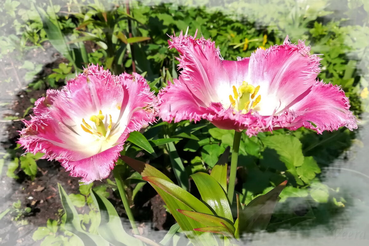 Бахромчатые тюльпаны - veera v