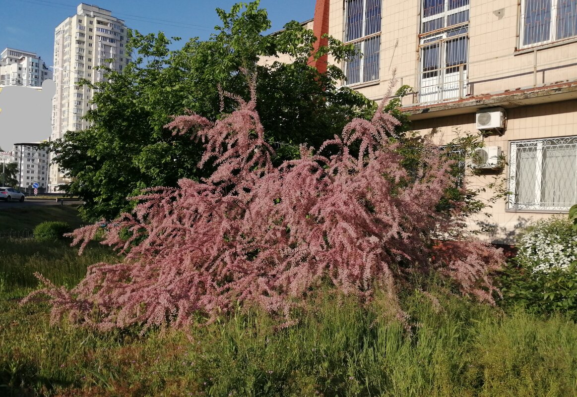 Буйство жизни и красок... Весна. Май. - Тамара Бедай 