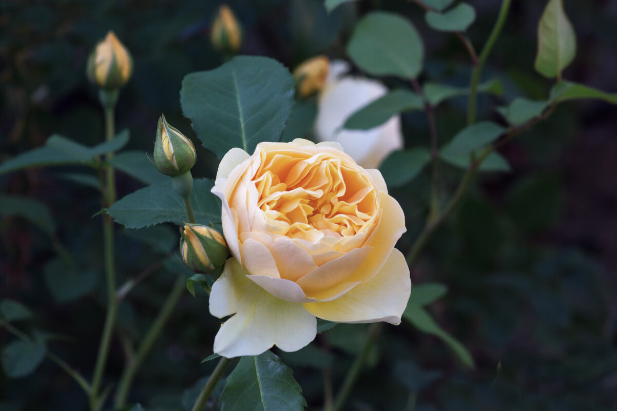 Жёлтая роза - Aнна Зарубина