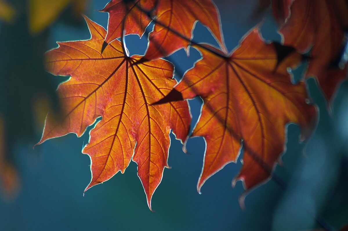 Весенние листья красного Канадского клёна . - Анатолий Святой 